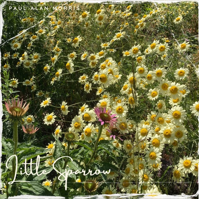 Little Sparrow - Single