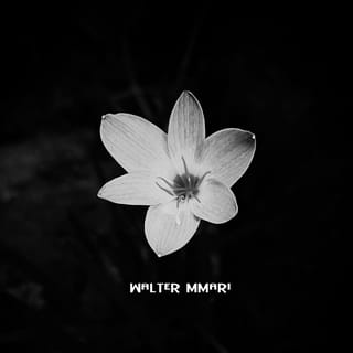 Rebirth - EP