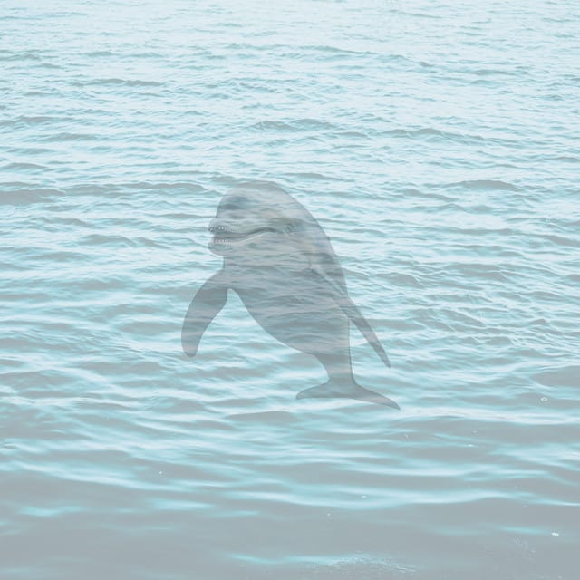 Dolphin Splash It When I Whip It