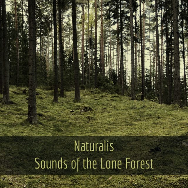 Sounds of the Lone Forest