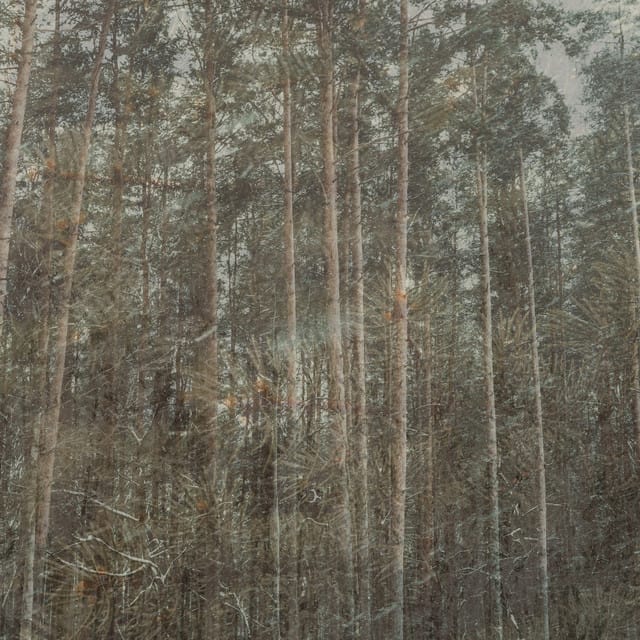 pines - Single