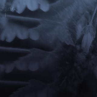 lotus (Slowed 2nd Verse)