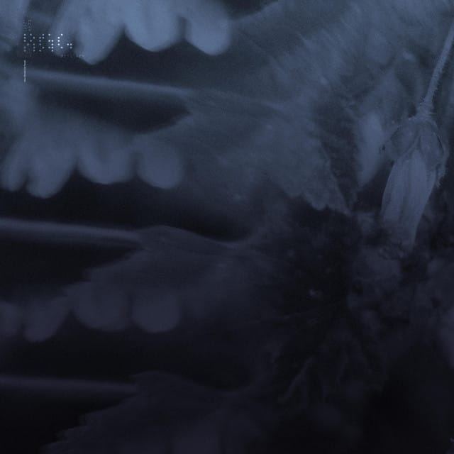 lotus (Slowed 2nd Verse)