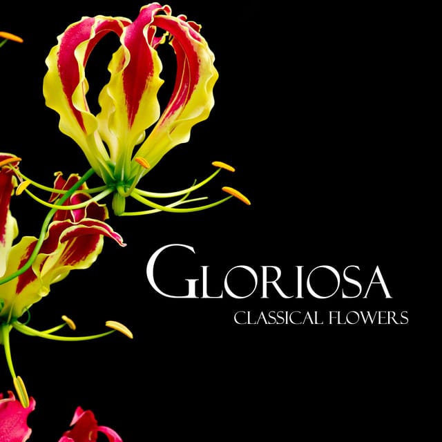 "'Gloriosa": Classical Flowers