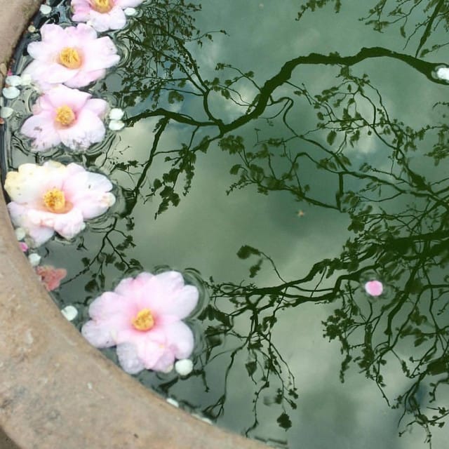 Cherry Blossom