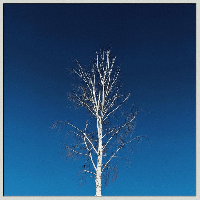 Birch Tree