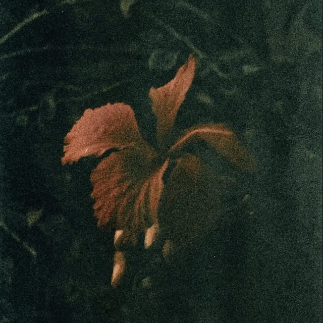 Fireflies