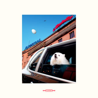 White Roses - EP