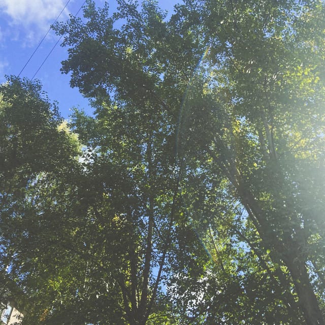 summer days