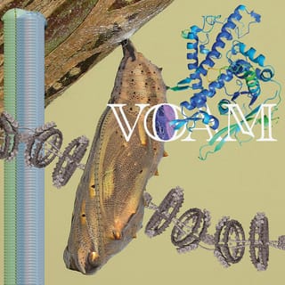 Caterpillar - Single