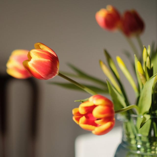 Tulips