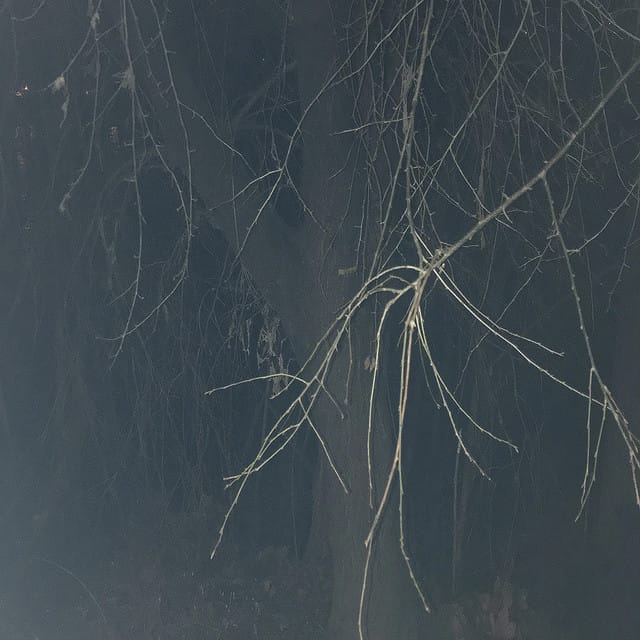 New Flesh