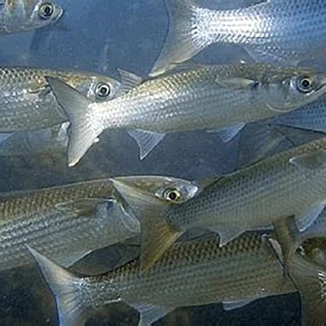 Grey Mullet / Scup - Single