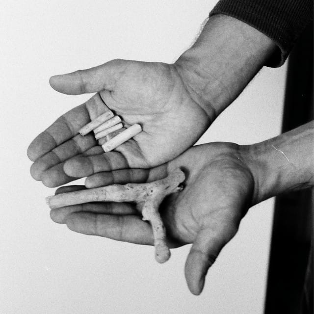 The Quiet Was A Heron