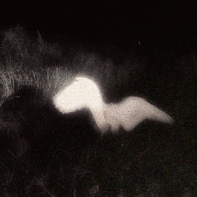 Rotten Angel