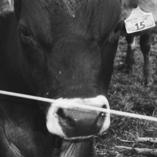 A Horse Named Friday