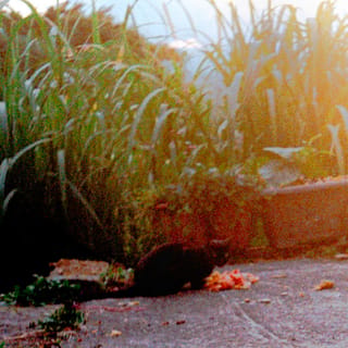 a cat in 九份 - Single