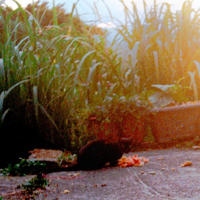 a cat in 九份 - Single