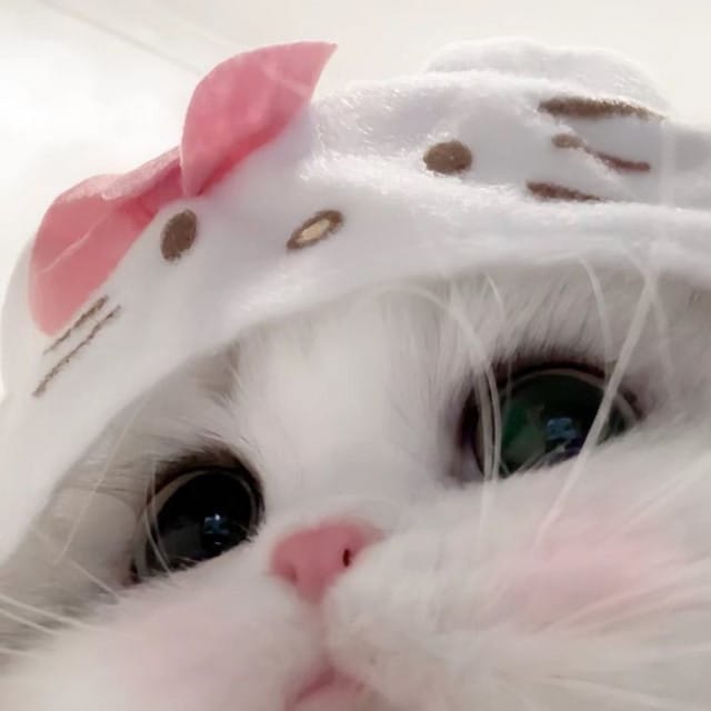 Bimbo Doll - Single