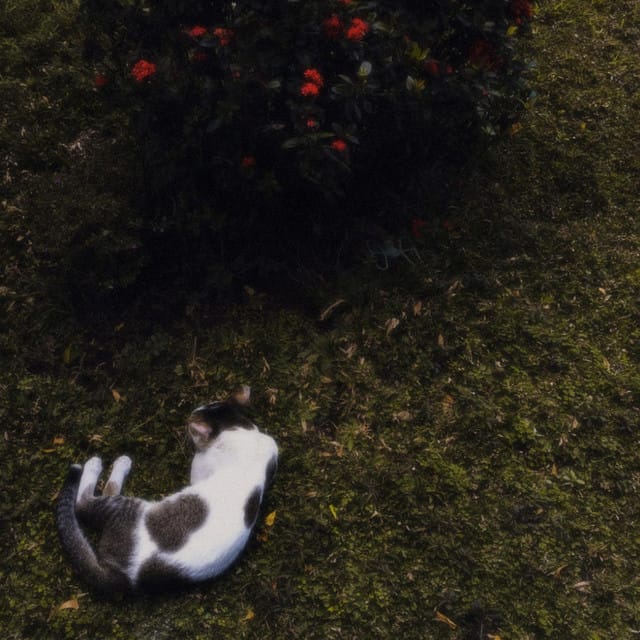 Felicia - Single