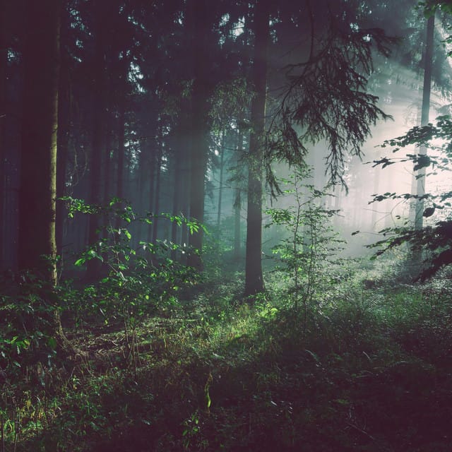 Hymn for the Forest - Single