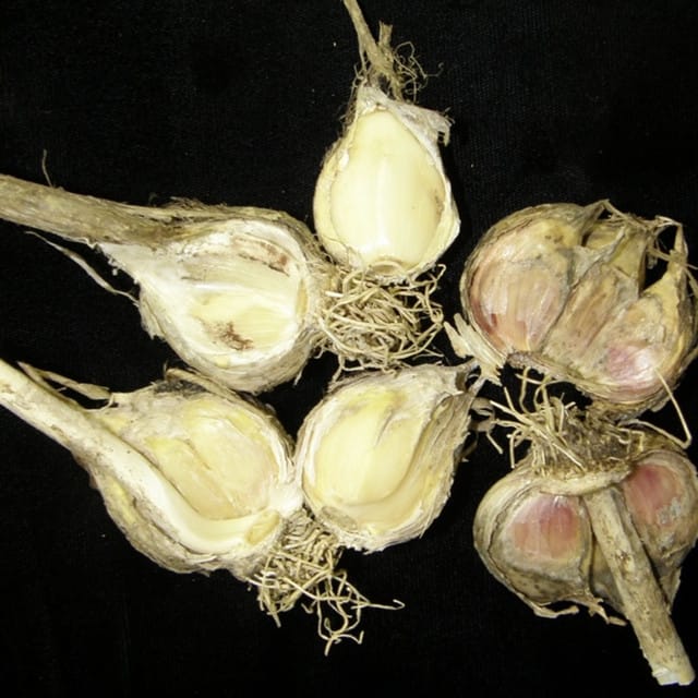 GARLIC