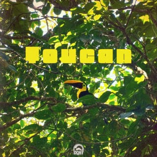 Toucan - Single