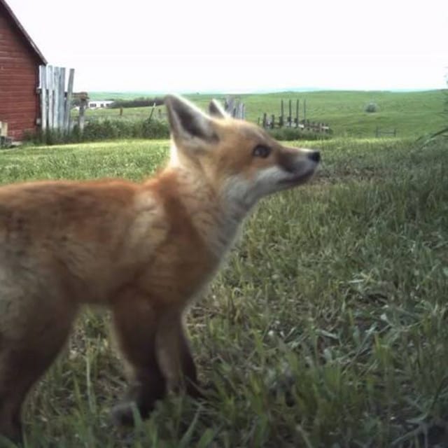 fox - Single