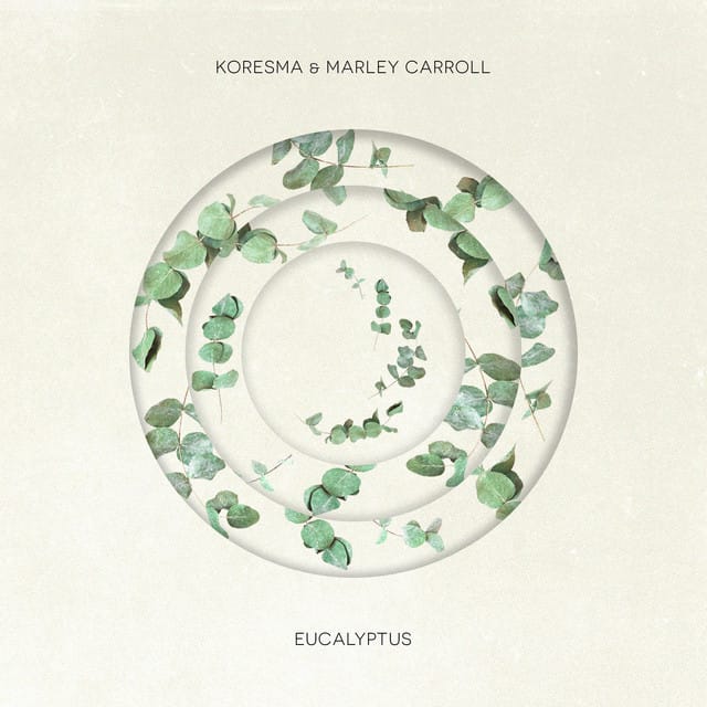 Eucalyptus