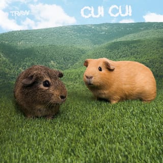 Cui Cui