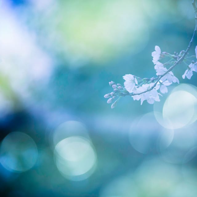 Spring - Single
