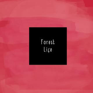 Forest Life - EP