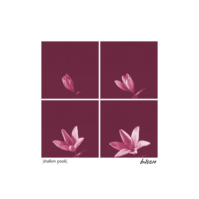 Bloom