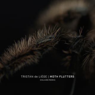 Moth Flutters (Kalaido Remix)