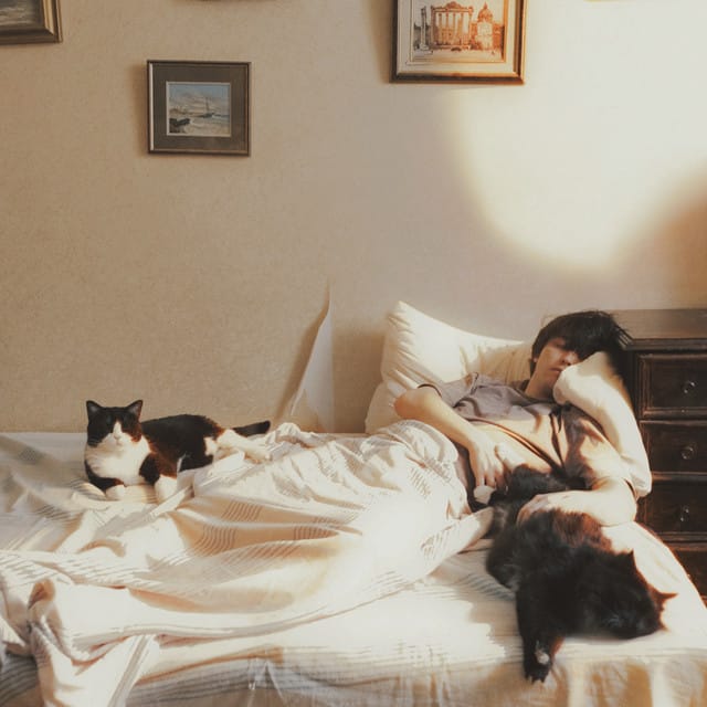 Песня про кота