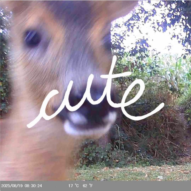 Cute - Single