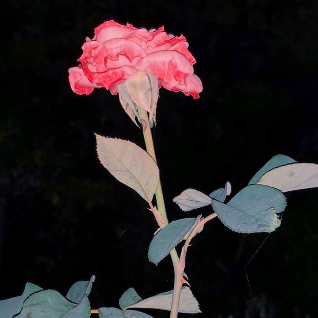 New Pants - Single