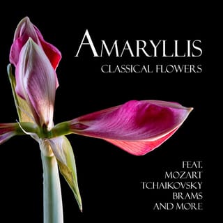 "'Amaryllis" - Classical Flowers