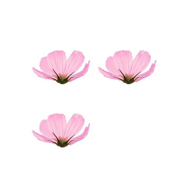 Honey Lemon - Single