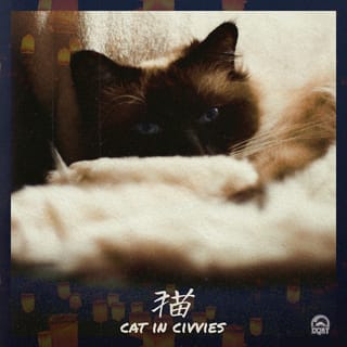 cat in civvies