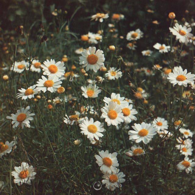 DAISIES - Single