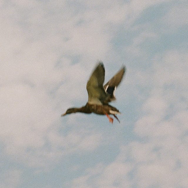 Sliver - EP