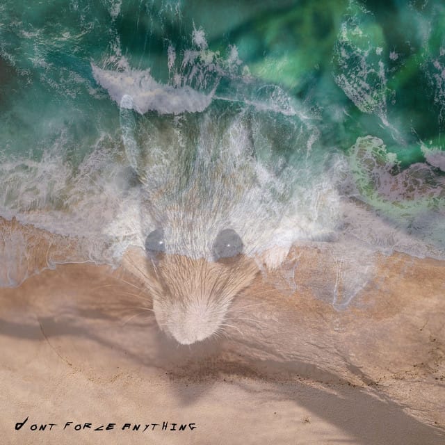 Dont Force Anything - Single