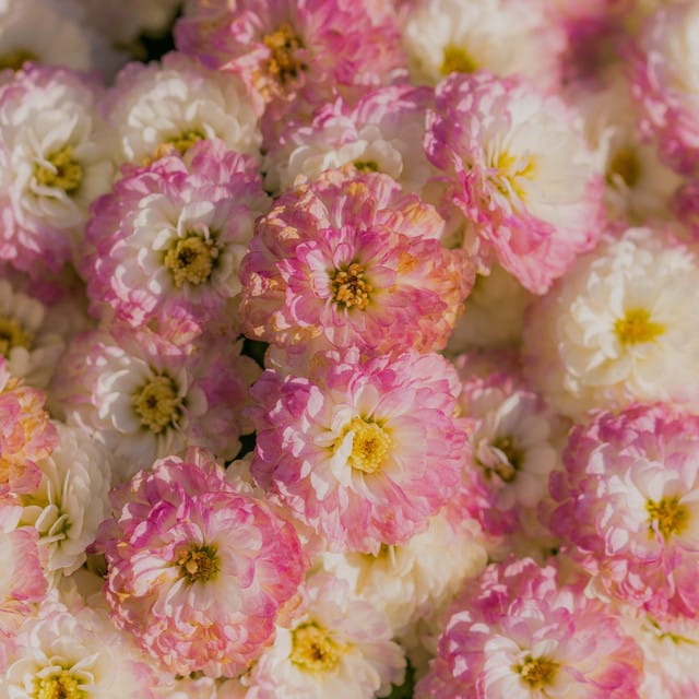 Flowers (Piano Version)