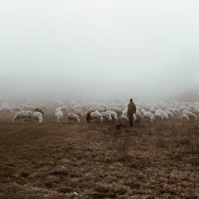 And Dream of Sheep (Piano Version) - EP