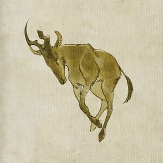 Hartebeest