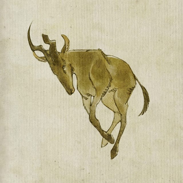 Hartebeest