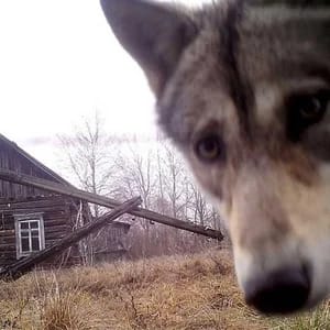 depressing midwest emo