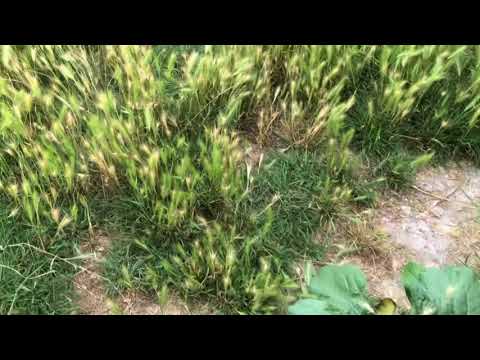 Patrick R. Pärk — Plains: Patrick R. Pärk