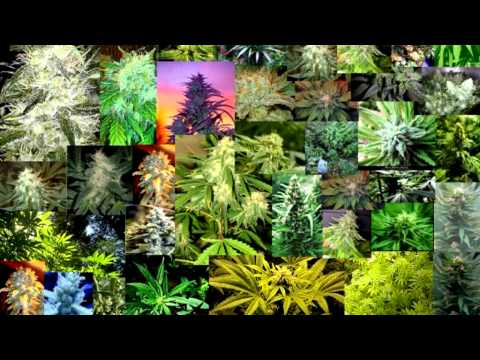 The Ragga Twins — Phantasy and Shodan feat. Ragga Twins - Colly
